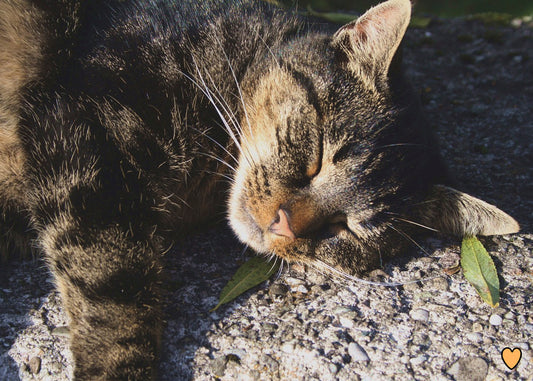 Postkarte Katze