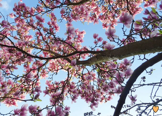 Postkarte Kirschblüte